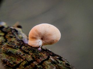 LIL image