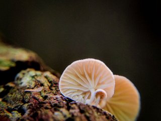LIL image