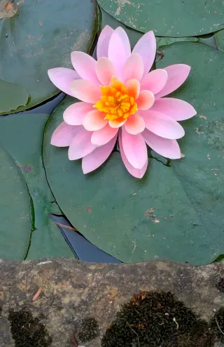 LIL image