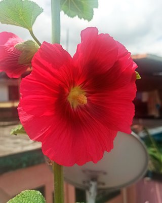 LIL image