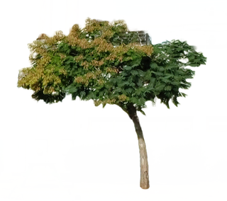 LIL image
