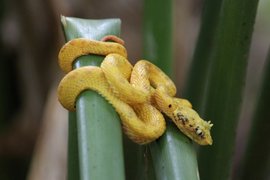 Eyelash Pit Viper 