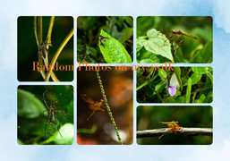 A walk to test my new lens