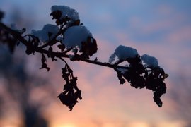 Catching snowflakes with the whiskers