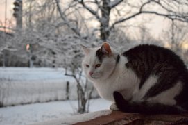 Catching snowflakes with the whiskers