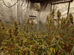 Guess the weight contest for Genius Juice