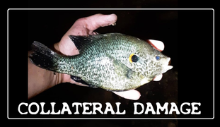 COLLATERAL DAMAGE (Nighttime Spearfishing)