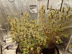 Guess the weight contest for Genius Juice