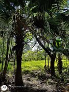 Enjoying a walk through the reserve before the arrival of the cold days (Es-Eng)