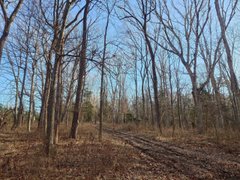 Out and about collecting firewood