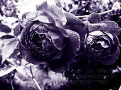 Purple Roses a Duotone photography