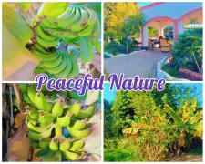 When nature Speaks, Just Listen. Cuando la naturaleza habla, simplemente escucha.