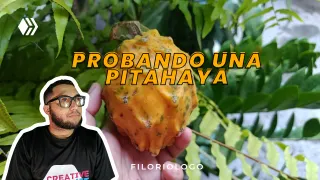 Probando una Pitahaya