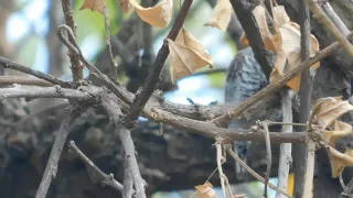 Very energetic for being so small (Es-Eng)