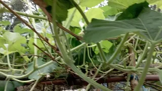 Some amazing views of gourd trees and gourd leaves