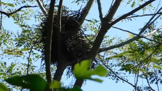 Natural Birdhouse (Es-Eng)