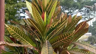 Waking up in the morning keeps the body fresh and the mind lively.