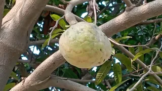 The wonderful beauty of nature, the amazing view of the salty fruit trees and salty fruits
