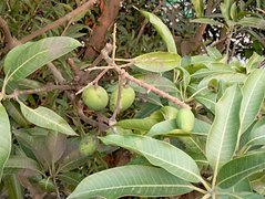 A very unique view of the small buds of the mango tree and the small buds of the jam tree.