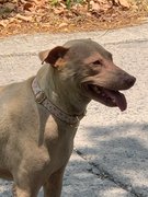 My Photos and Videos about cute Dogs