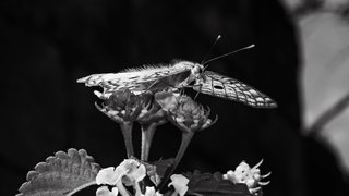 Monomad: A butterfly against the leaves [Eng/Esp]