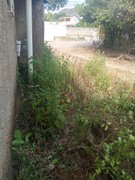 Helping out at home with cleaning the land that borders the neighbor's//Colaborando en casa con la limpieza del terreno qué da con el del vecino 