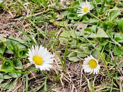 The Language of Flowers in a Lviv Courtyard./ Мовою квітів у львівському дворику. (En/Ua)