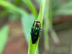 Jewel Beetles Family Buprestidae