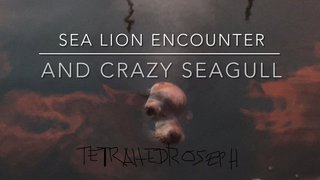 Sea Lion Encounter and Crazy Seagull 10232021