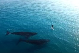 Two whales follow a surfer