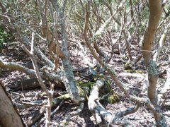 Debaixo da copa da acácia-de-espigas