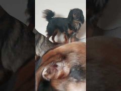 The attempt to have breakfast failed ingloriously