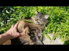 Allodium Blockchain Report - Week #247 Ending July 4th 2022