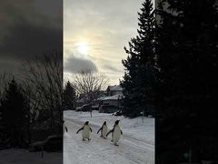 Penguins in Suburbia.