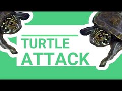 turtle attack intruder bee