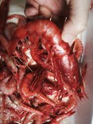 Selling shrimps: March 19 2026