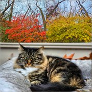 My Actifit Report Card: November 15 2025