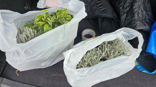 My Actifit Report Card: March 21 2026