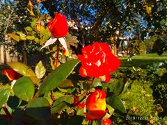 My Actifit Report Card: December 11 2019