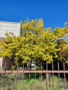 My Actifit Report Card: March 19 2026