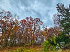 My Actifit Report Card: November 15 2025