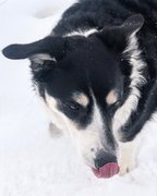 Dog Walk! Winter Wonderland! My Actifit Report Card: January 3 2026