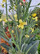 My Actifit Report Card: April 11 2026