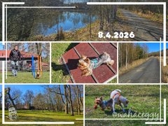 [EN/CZ] My Actifit Report Card: April 8 2026