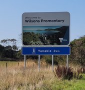 Meadow flowers down Yannaki and Shallow Inlet way : March 21 2026