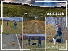 [EN/CZ] My Actifit Report Card: March 22 2026