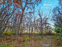 My Actifit Report Card: November 17 2025