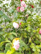 My Actifit Report Card: February 20 2026