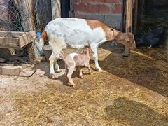 My Actifit Report Card: April 12 2026