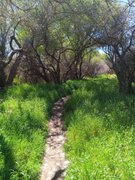 My Actifit Report Card: March 25 2026